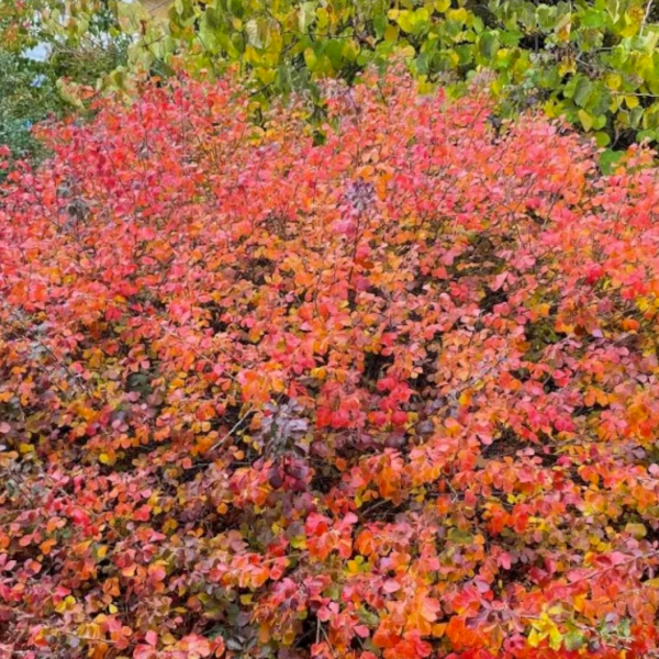Rhus aromatica 'Gro-Low'