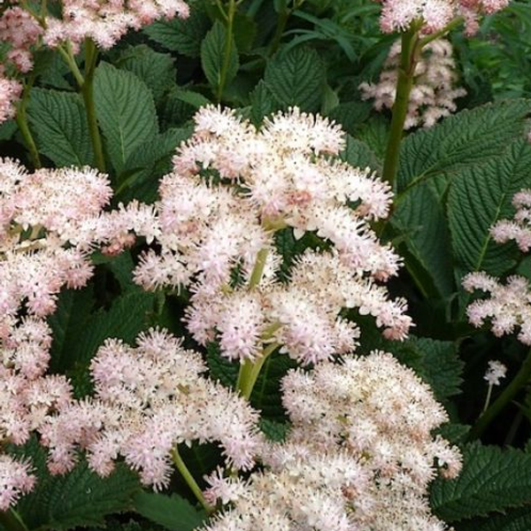 Rodgersia pinnata 'Die Schone'