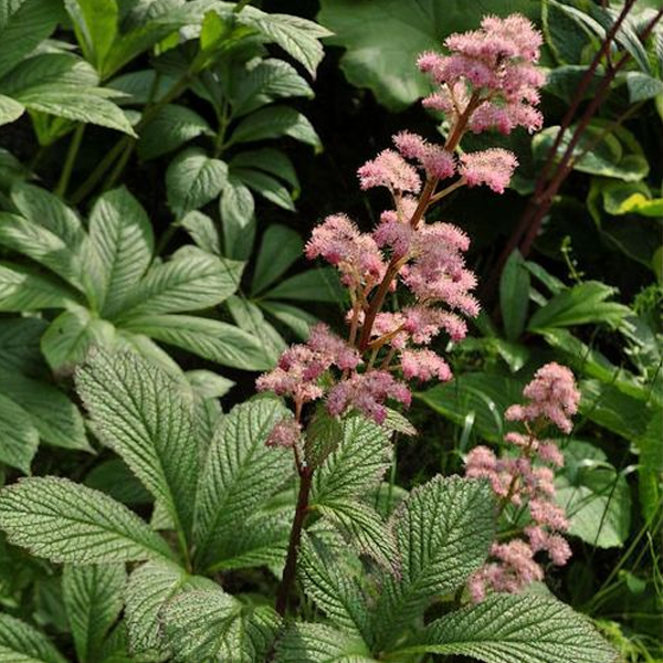 Rodgersia pinnata 'Die Schone'