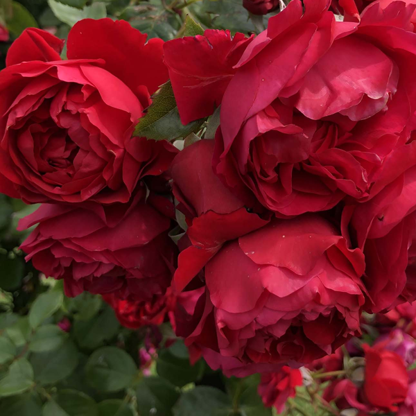 Rosa Climbing Arborose 'Florentina Red'