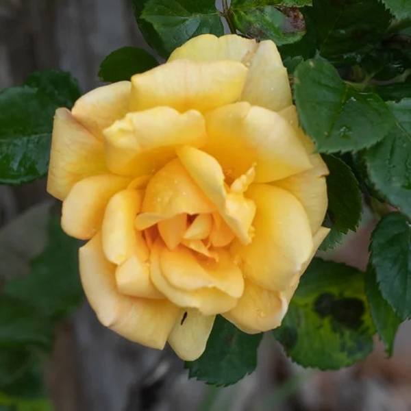 Rosa Climbing 'Garden Sun Yellow'