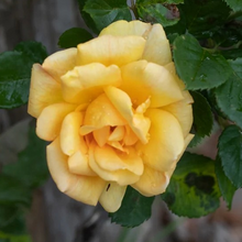 Load image into Gallery viewer, Rosa Climbing &#39;Garden Sun Yellow&#39;
