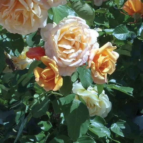 Rosa Climbing 'Garden Sun Yellow'