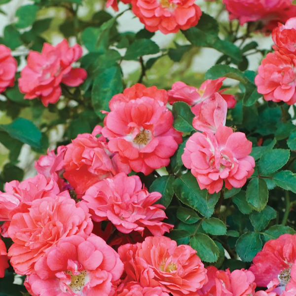 Rosa Drift 'Coral Drift'