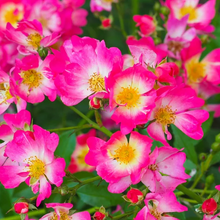 Load image into Gallery viewer, Rosa Drift &#39;Pink&#39;
