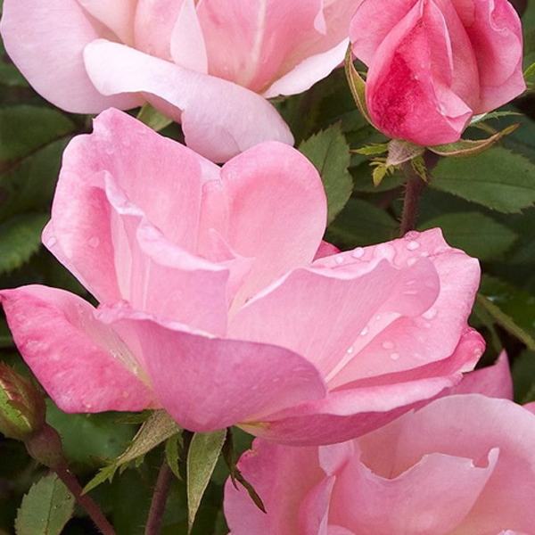 Rosa Knockout 'Blushing Pink'