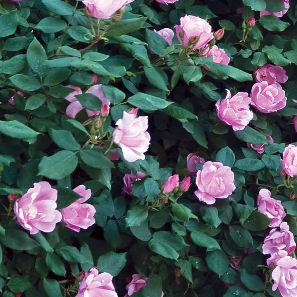 Rosa Knockout 'Blushing Pink'