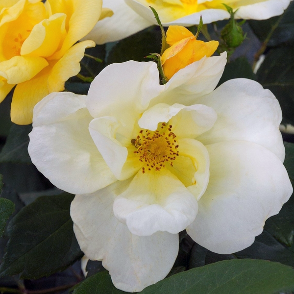 Rosa Knockout 'Sunny Knockout'