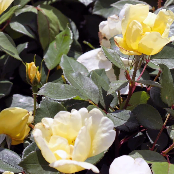 Rosa Knockout 'Sunny Knockout'