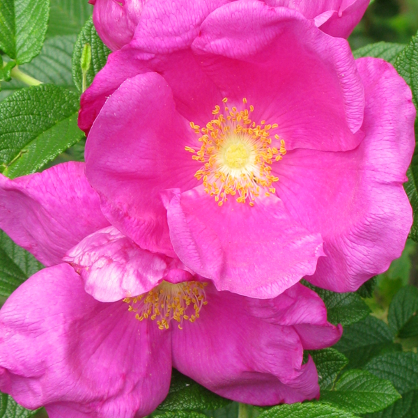 Rosa rugosa