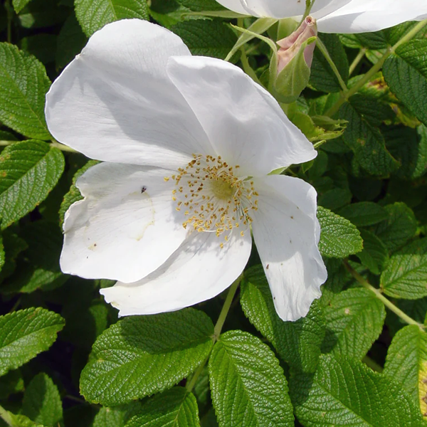Rosa rugosa 'Alba'