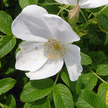 Load image into Gallery viewer, Rosa rugosa &#39;Alba&#39;
