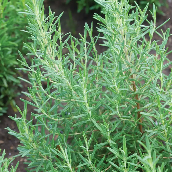 Rosemary 'Arp'