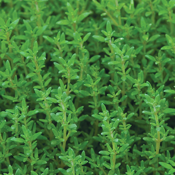 Rosemary officinalis 'Salem'