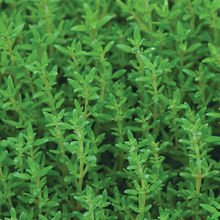 Load image into Gallery viewer, Rosemary officinalis &#39;Salem&#39;
