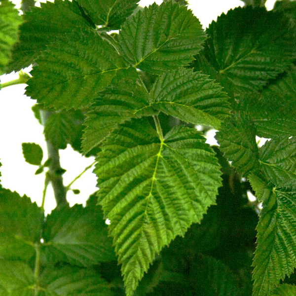 Rubus fruticosus 'Apache'