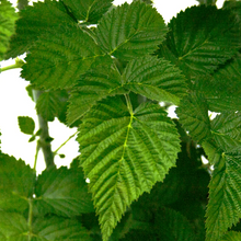 Load image into Gallery viewer, Rubus fruticosus &#39;Apache&#39;
