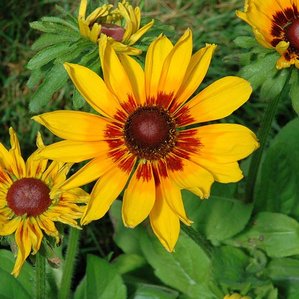 Rudbeckia 'Denver Daisy'