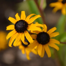Load image into Gallery viewer, Rudbeckia fulgida &#39;Goldblitz&#39;
