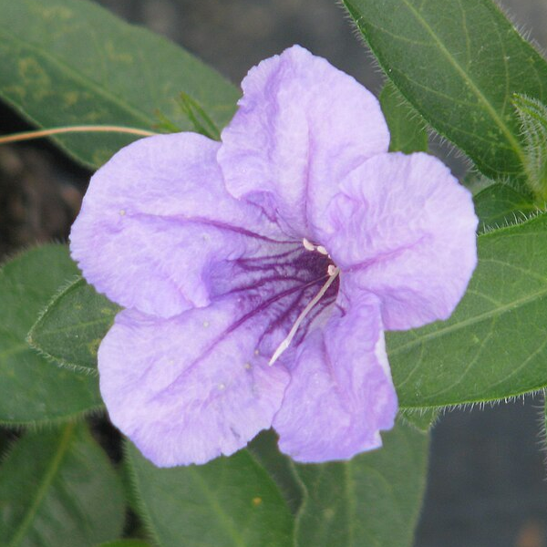 Ruellia humilis