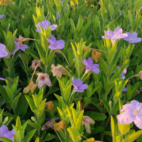 Ruellia humilis