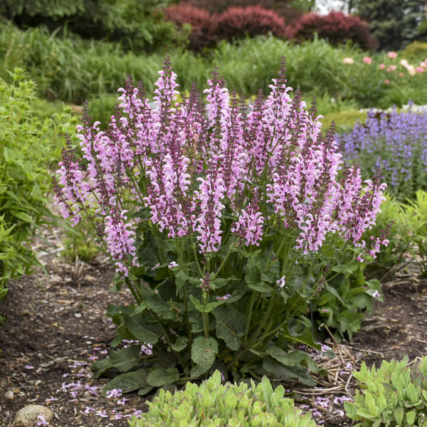 Salvia Fashionista 'Ballerina Pink'