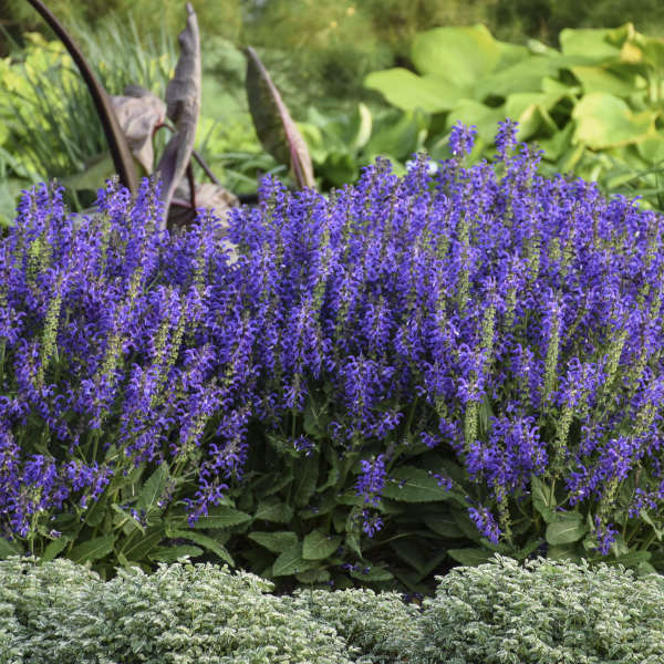 Salvia Fashionista 'Evening Attire'
