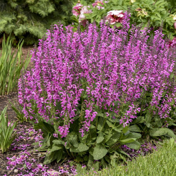 Salvia Fashionista 'Moulin Rouge'