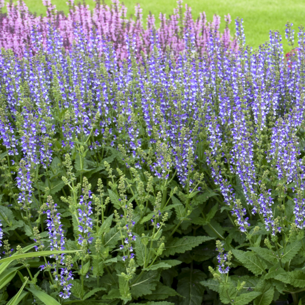 Salvia 'Azure Snow'