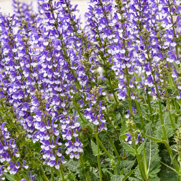 Salvia 'Azure Snow'