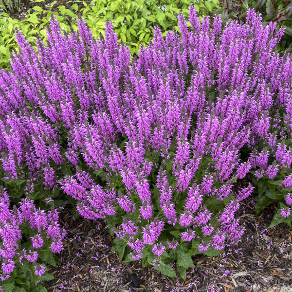 Salvia 'Back to the Fuchsia'