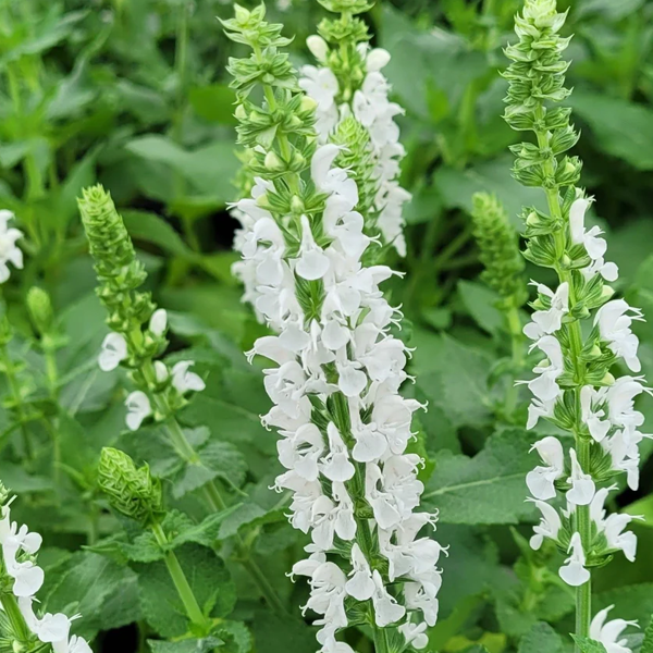 Salvia nemorosa 'Apex White'