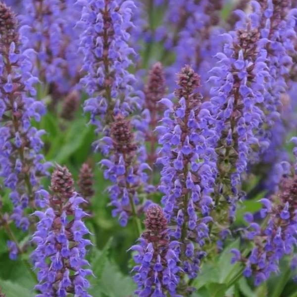 Salvia nemorosa 'April Night'