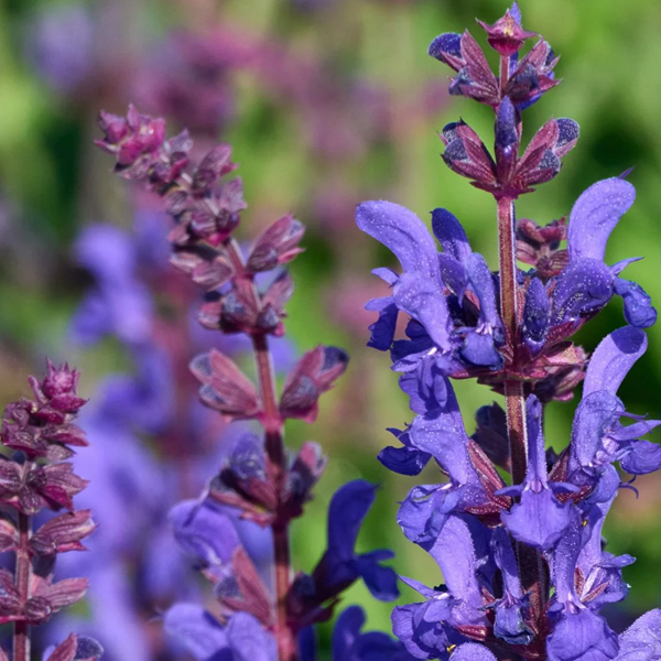Salvia nemorosa 'Dark Matter'