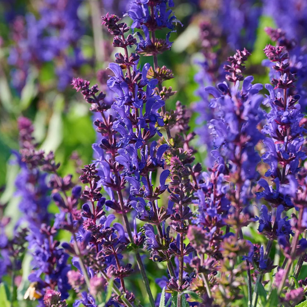 Salvia nemorosa 'Dark Matter'