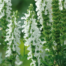 Load image into Gallery viewer, Salvia nemorosa &#39;Lyrical White&#39;
