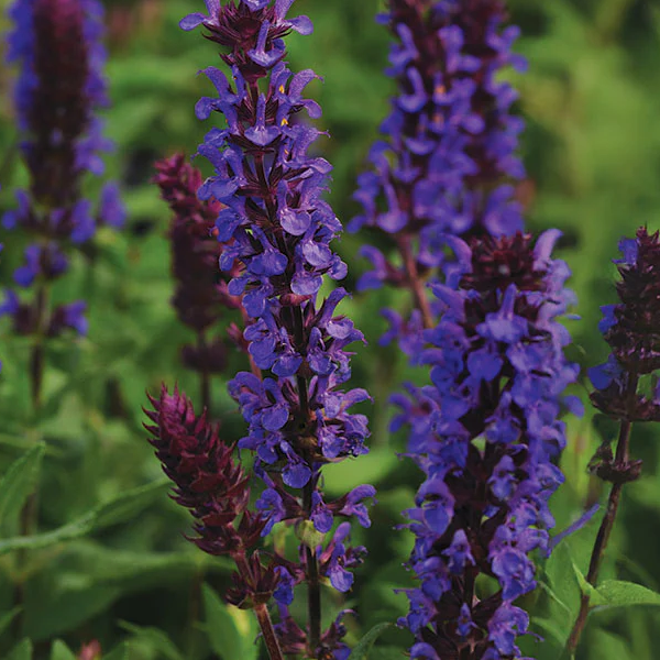 Salvia nemorosa 'New Dimension Blue'