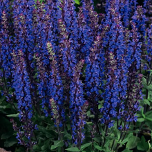 Load image into Gallery viewer, Salvia nemorosa &#39;New Dimension Blue&#39;
