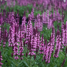 Load image into Gallery viewer, Salvia nemorosa &#39;New Dimension Rose&#39;
