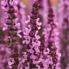 Load image into Gallery viewer, Salvia nemorosa &#39;New Dimension Rose&#39;
