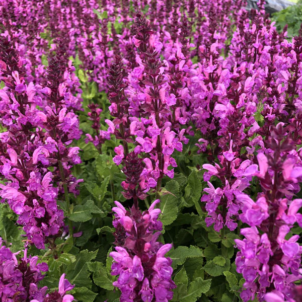 Salvia nemorosa 'Rose Marvel'