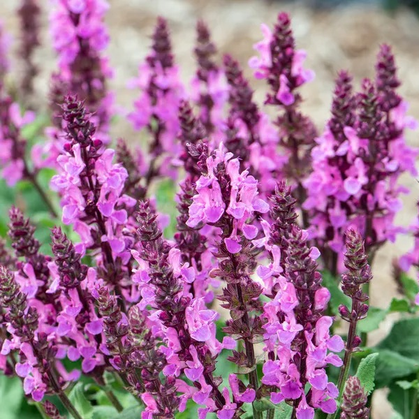 Salvia nemorosa 'Rose Marvel'
