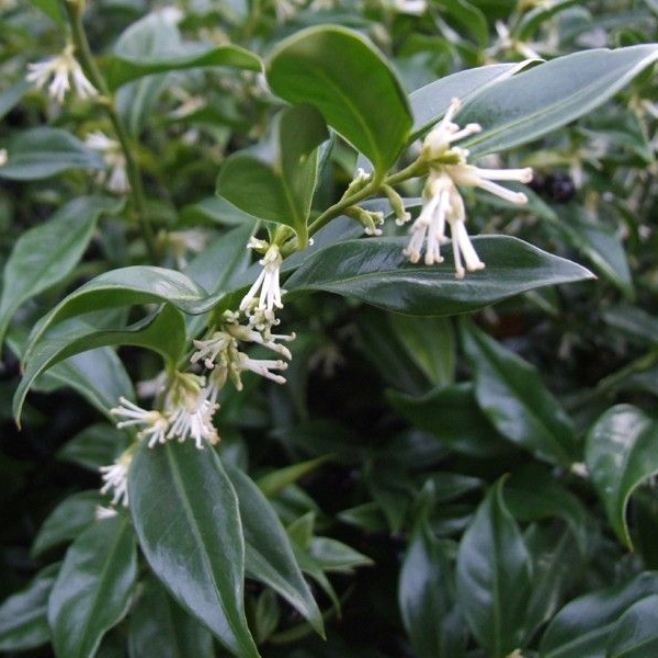 Sarcococca humilis 'Fragrant Mountain'