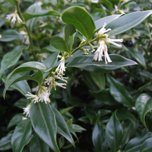 Load image into Gallery viewer, Sarcococca humilis &#39;Fragrant Mountain&#39;
