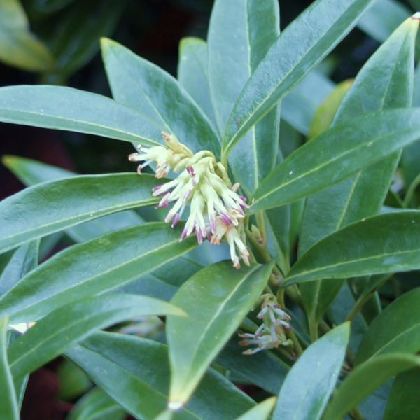Sarcococca humilis 'Fragrant Valley'