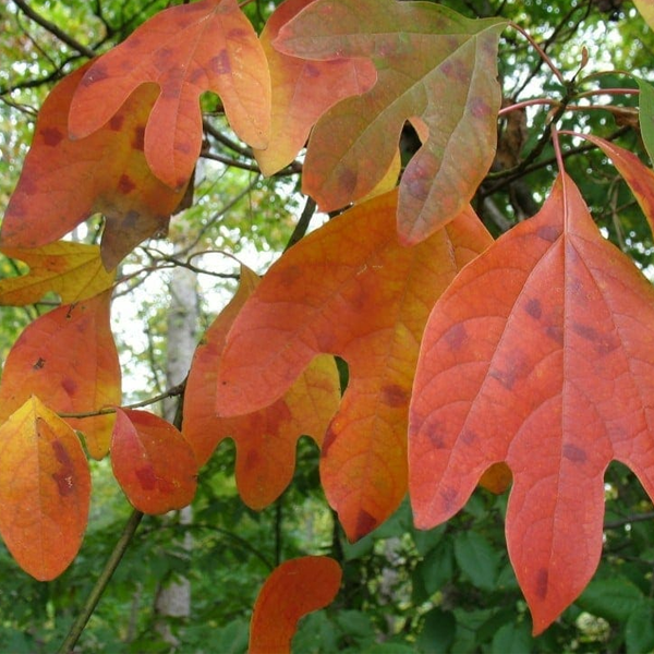 Sassafras albidum