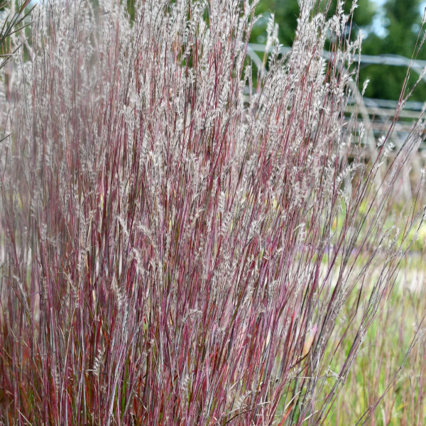 Schizachyrium 'Little Red Fox'
