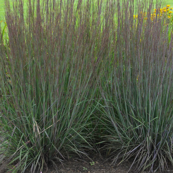 Schizachyrium 'Smoke Signal'
