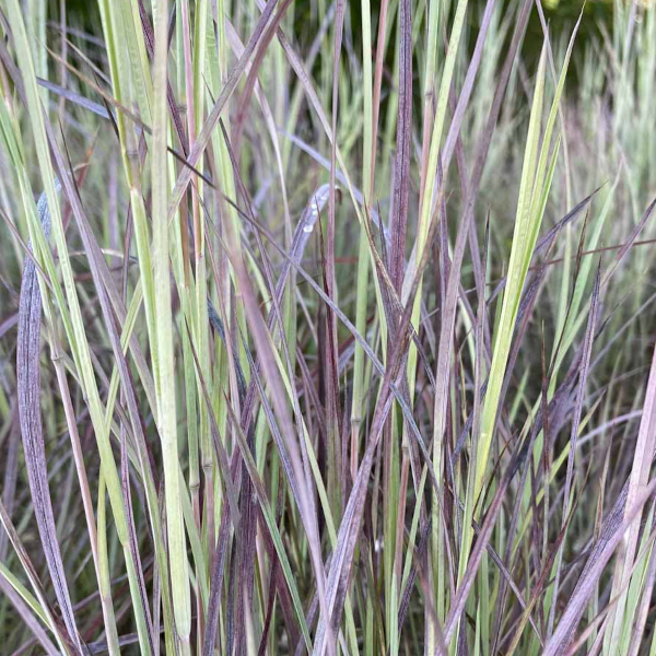 Schizachyrium 'Twilight Zone'