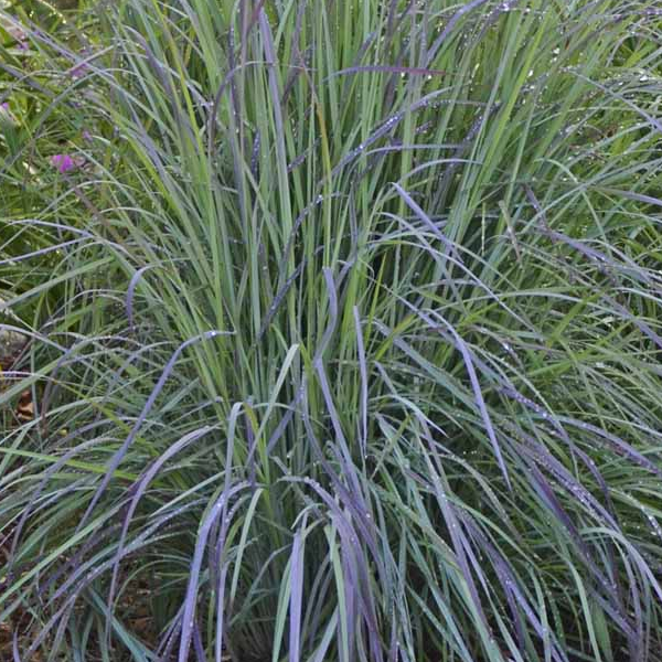 Schizachyrium 'Twilight Zone'